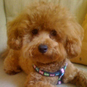 Meet your Posher, Susan